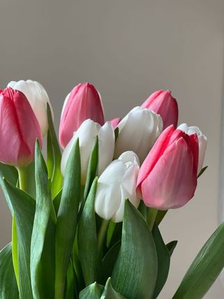 ფერადი ჰოლანდიური ტიტა (10 ცალი)