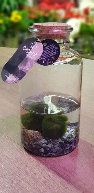 Marimo alga  ( aegagropila linnaei )