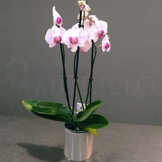 Phalenopsis in vaso ceramica