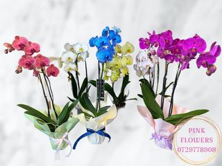 Orhidee Phalaenopsis cu 2 tije mix