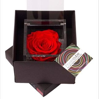 Rosa perfumada pequeña roja.