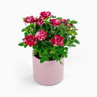 Mini Roseira (Cor Variável)