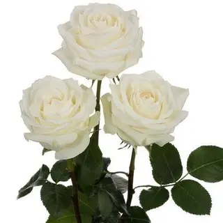 7 Rose bianche cm 7080