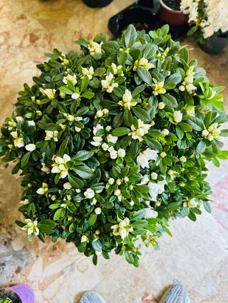 Azalea bianca grande