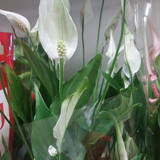 Pianta fiorita dipartimento si chiama estatisfidom