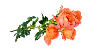 სპრეი ვარდი