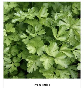 Prezzemolo Italia 100 g