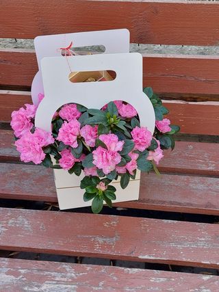 Cadou de primăvară cu azalee și Rocher