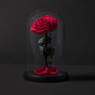 Cupula bella y bestia 25 cm h