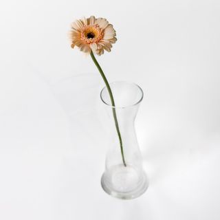 Pomarańczowy gerber