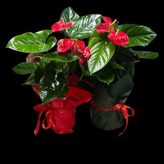 Anthurium