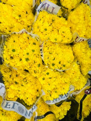 Mazzo di margherita gialla