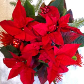 Gwiazda betlejemska czerwona duża