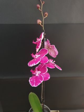 Phalaenopsis 2 tak