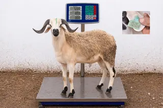 01281876 - 72 Kg