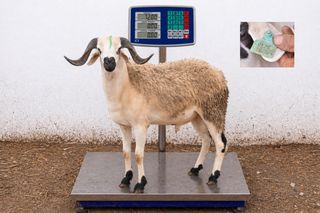 01281876 - 72 Kg