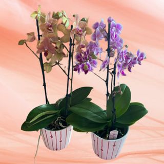 Orhidee mica cu 2 tije cu ghiveci (3)