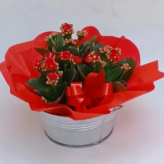 Latta con 3 piante di kalanchoe.