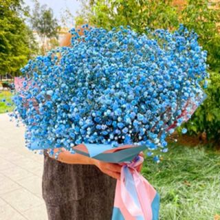 ცისფერი ჰოლანდიური გიფსოფილები