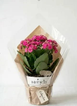 Kalanchoe