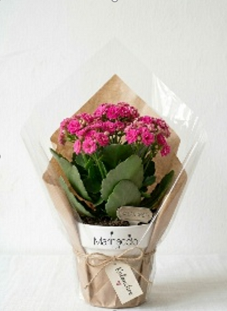 Kalanchoe