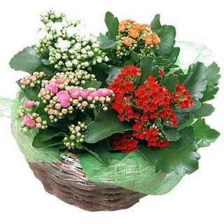 Cesta de kalanchoes