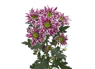 1 Хризантема, Саба