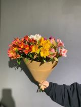 ფერადი ალსტრომერია