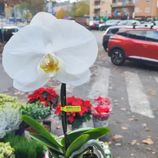 Orchidea