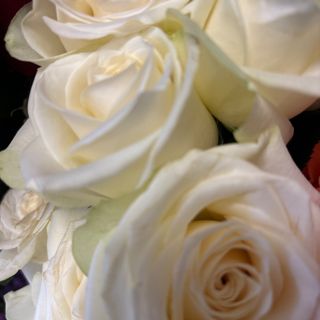 Роза - бяла (1бр)