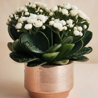 Kalanchoe