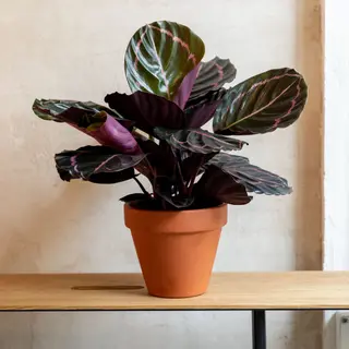 Calathea roseopicta