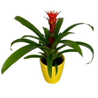 Guzmania