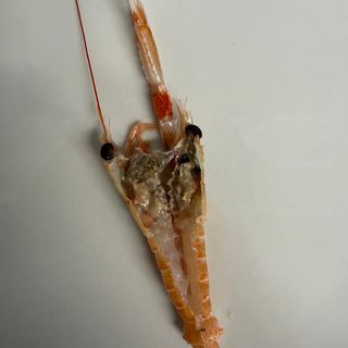 Scampi Porcupine grande