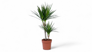 Dracena - 2 stabla