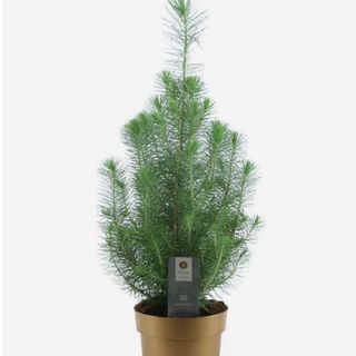 Albero di Pinus pinea con vaso 