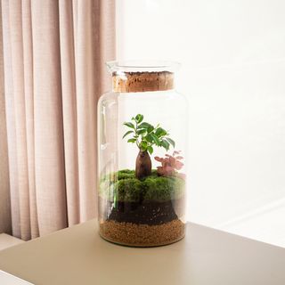 Garden Gins - Jardín En Un Bol