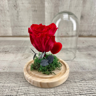 Cúpula con rosa roja preservada