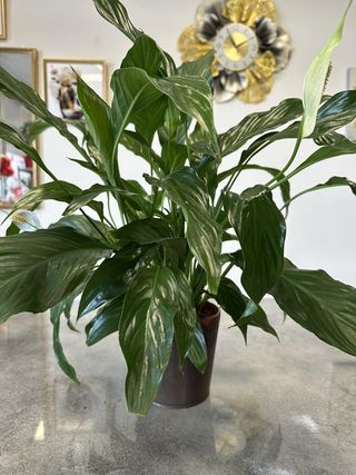 Sobna biljka Spatifilum