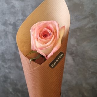 Rose couleur rose individuelle premium