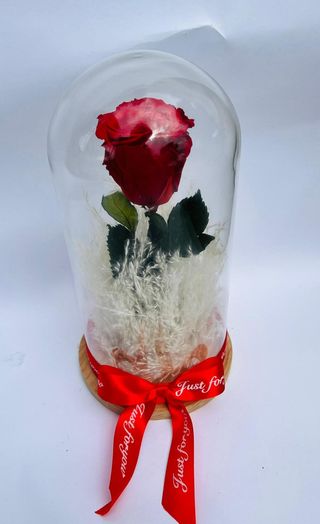 Trandafir criogenat in cupola de sticla