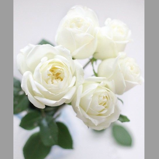 თეთრი ვარდი (5ცალი)