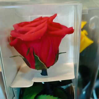 Rosa Preservada tallo corto