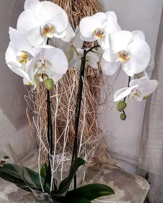 Planta de orquídeas phalaenopsis 2 varas (60 cm.)