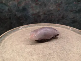 Nigiri black lubina