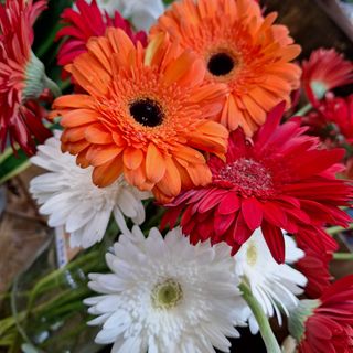 Pack 5 Gerberas Variadas