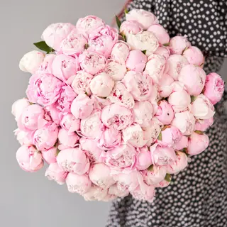 Różowe Peonie