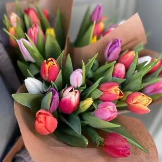 Paquete de 10 tulipanes
