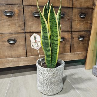 Sanseviera con macetero