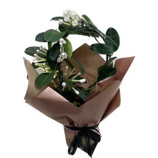Planta Stephanotis